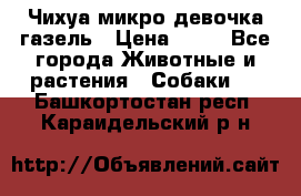 Чихуа микро девочка газель › Цена ­ 65 - Все города Животные и растения » Собаки   . Башкортостан респ.,Караидельский р-н